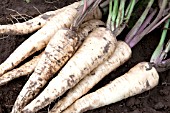 PARSNIP POLAR F1