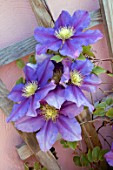 CLEMATIS BARBARA JACKMAN