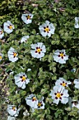 CISTUS LADANIFER
