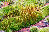 BRYUM CAPILLARE