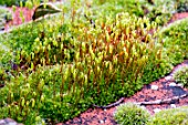 BRYUM CAPILLARE