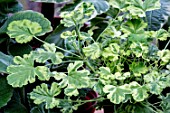 PELARGONIUM FRAGRANTISSIMA NUTMEG VARIEGATED