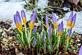 CROCUS SEIBERI TRICOLOR