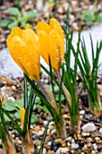 CROCUS YELLOW MAMMOTH