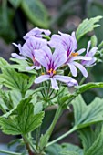 PELARGONIUM MABLE GRAY