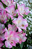 ALSTROEMERIA SUMMER BREAK