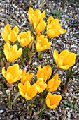 CROCUS YELLOW MAMMOTH