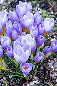 CROCUS SEIBERI TRICOLOR