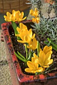 CROCUS YELLOW MAMMOTH