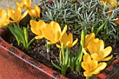 CROCUS YELLOW MAMMOTH