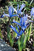 IRIS RETICULATA CLAIRETTE