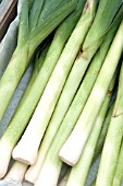 LEEK RUNNER F1