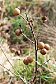 OAK GALL