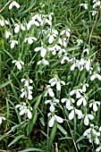 GALANTHUS NIVALIS IN GRASS