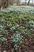 NATURALISED SNOWDROPS & ACONITES