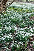 NATURALISED SNOWDROPS