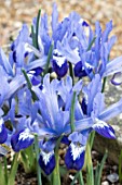 IRIS RETICULATA CLAIRETTE