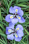 IRIS UNGUICULARIS