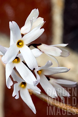 ABELIOPHYLLUM_DISTICHUM