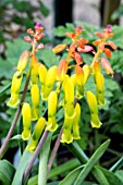 Lachenalia aloides