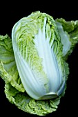 CHINESE CABBAGE