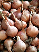 SHALLOT MATADOR F1