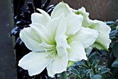 HIPPEASTRUM AMARYLLIS ICE QUEEN