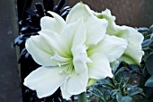 HIPPEASTRUM AMARYLLIS ICE QUEEN