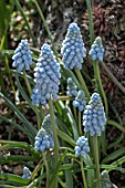 MUSCARI ARMENIACUM VALERIE FINNIS