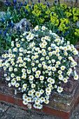 Rhodanthemum hosmariense