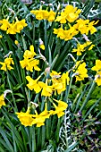 NARCISSUS QUAIL