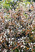 Amelanchier lamarckii