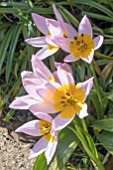 TULIPA SAXATILIS LILAC WONDER BAKERII GROUP