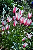 TULIPA CLUSIANA PEPPERMINT STICK