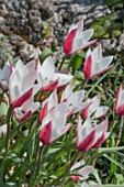 TULIPA CLUSIANA PEPPERMINT STCK