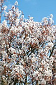 Amelanchier lamarckii