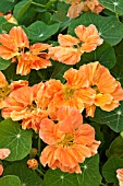 NASTURTIUM MAJUS DOUBLE DELIGHT APRICOT