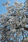 PRUNUS SERRULATA MT. FUJI