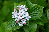 Viburnum × juddii