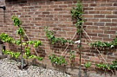 ESPALIER APPLE & PEAR TREES