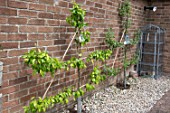 ESPALIER PEAR & APPLE TREES