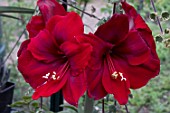 HIPPEASTRUM AMARYLLIS ROYAL VELVET