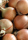 ONION HYTIDE F1