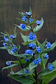 PENTAGLOTTIS SEMPERVIRENS ALKANET