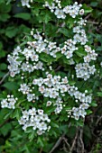 CRATEAGUS MONOGYNA HAWTHORN