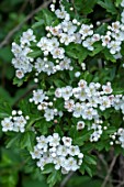 Hawthorn (Crataegus monogyna)