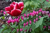 LAMPROCAPNOS SPECTABILIS AGM