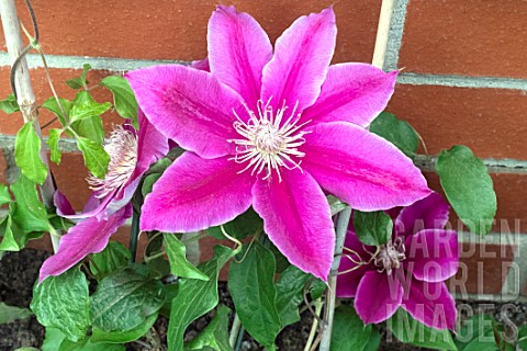 CLEMATIS_DOCTOR_RUPPEL_AGM