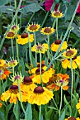 HELENIUM MARDI GRAS