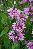 MONARDA BEAUTY OF COBHAM